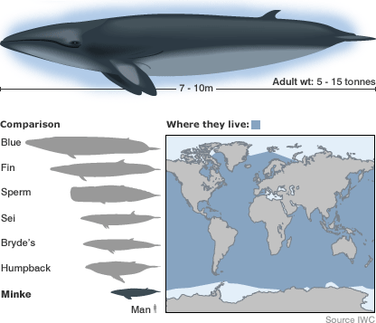 Whale Chart Species