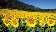 Sun flower field in France solar energy conversion