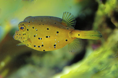 Boxfish